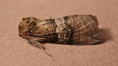 Tethea ocularis