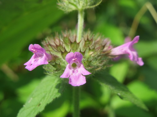 Krūminė šunmėtė nuotrauka