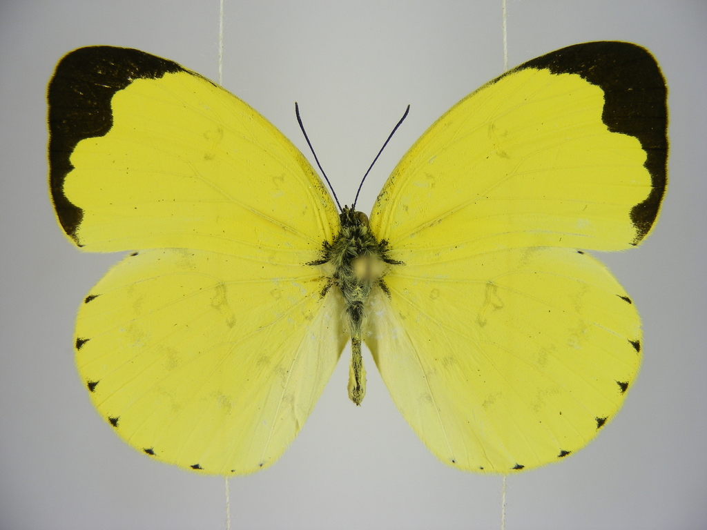 Forest Grass Yellow