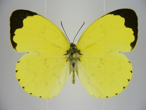 Forest Grass Yellow