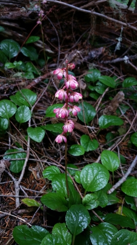 bog wintergreen