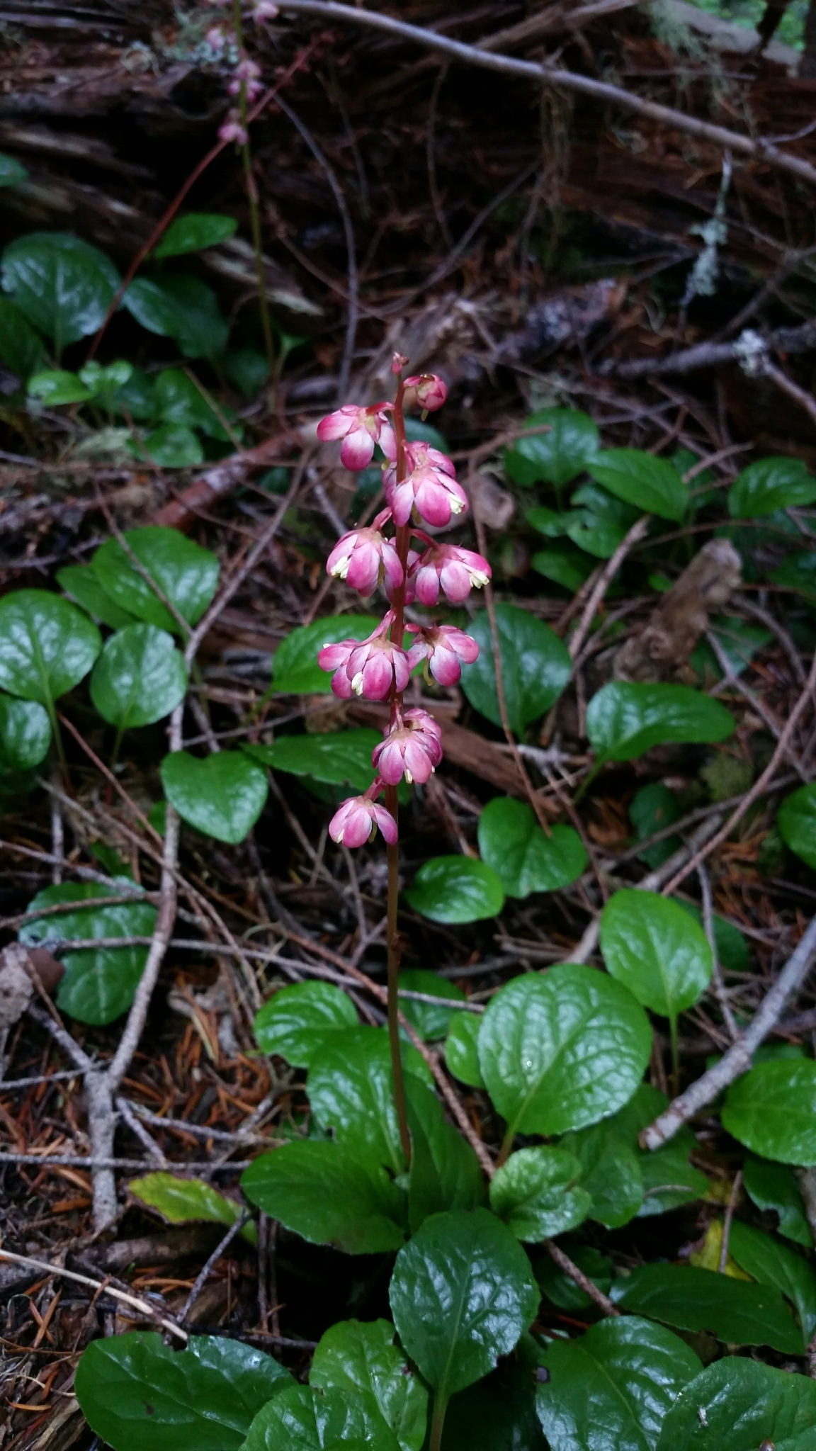 Pyrola asarifolia