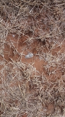 Caracal