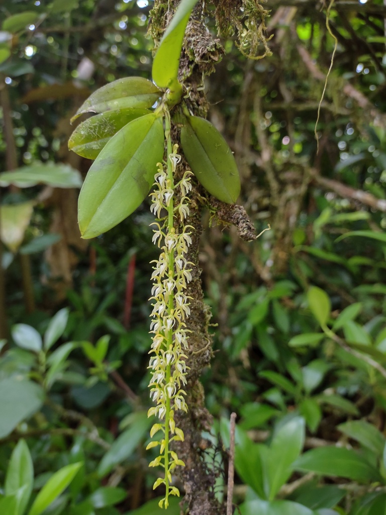 Notylia pittieri