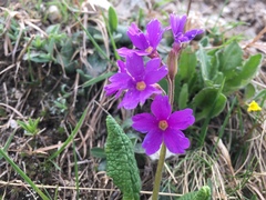 Primula amoena