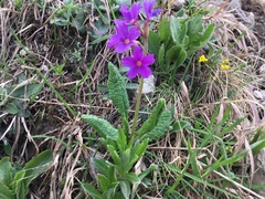 Primula amoena