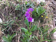 Primula amoena
