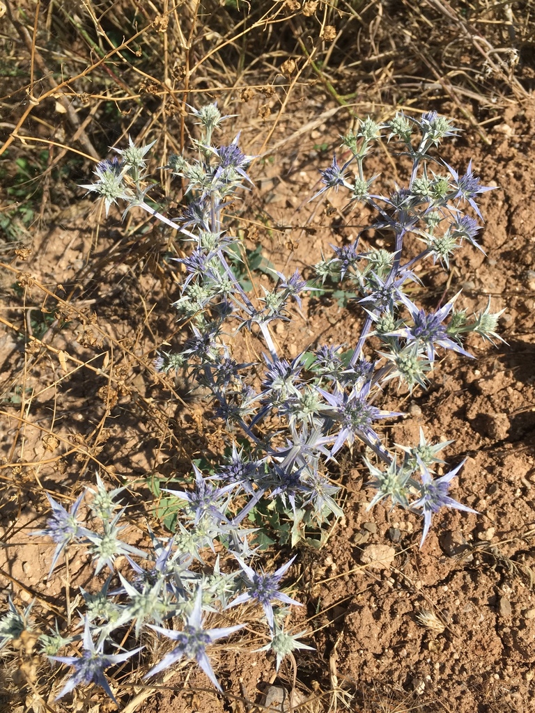 Eryngium bithynicum
