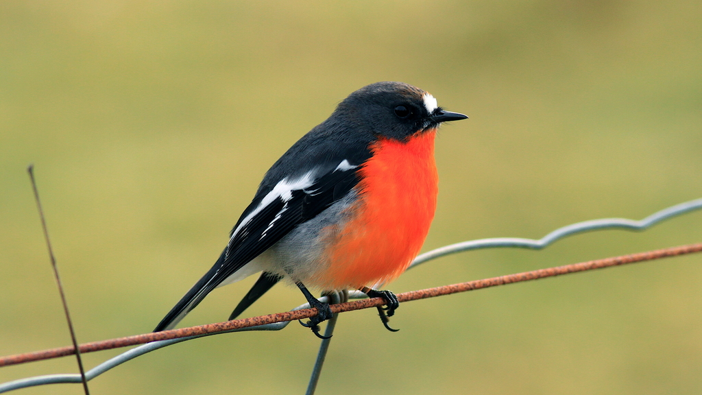 Typical Australasian Robins