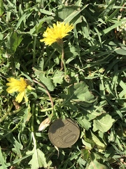 Crepis bursifolia