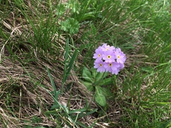 Primula algida