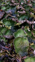 Peltigera britannica