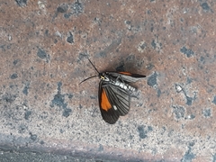 Sangalopsis microleuca