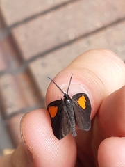 Sangalopsis microleuca