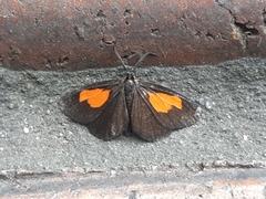 Sangalopsis microleuca