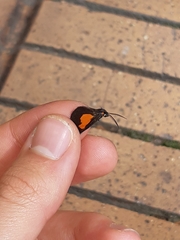 Sangalopsis microleuca