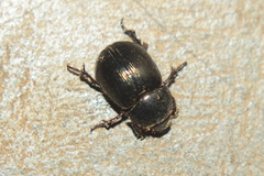 Hybosorus
