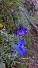 Delphinium menziesii