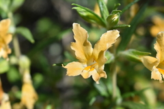 Diplacus longiflorus