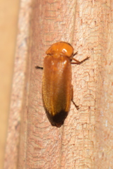Luciolinae