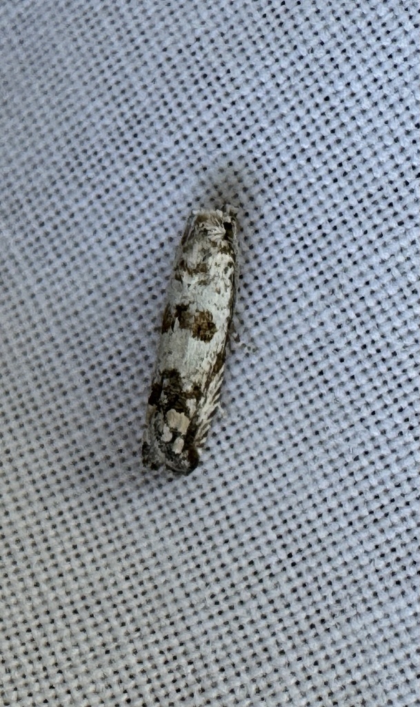 Pelochrista artesiana