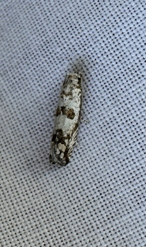 Pelochrista artesiana