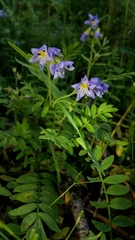 Polemonium californicum