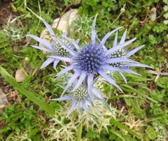 Eryngium bourgatii