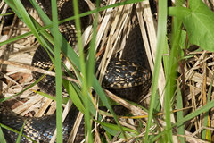 Lampropeltis getula