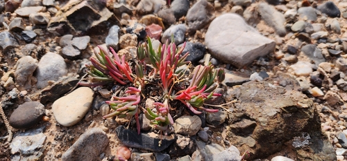 Cedar Mountain fameflower (Phemeranthus thompsonii)