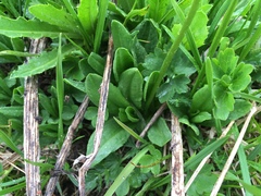 Primula auriculata