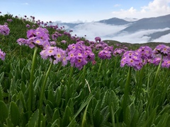 Primula auriculata