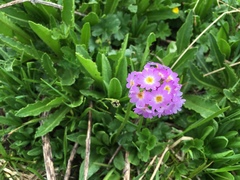 Primula auriculata