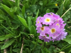 Primula auriculata