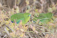 Neophema chrysogaster