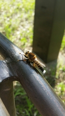 Promachus yesonicus