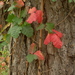 Pacific Poison Oak - Photo (c) Jill Matsuyama, some rights reserved (CC BY-NC-SA)