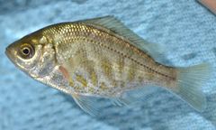 Hysterocarpus traskii pomo