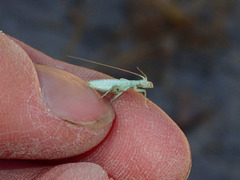 Oecanthus salvii