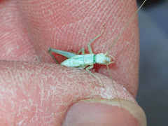 Oecanthus salvii