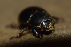 Hybosorus
