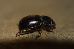 Hybosorus