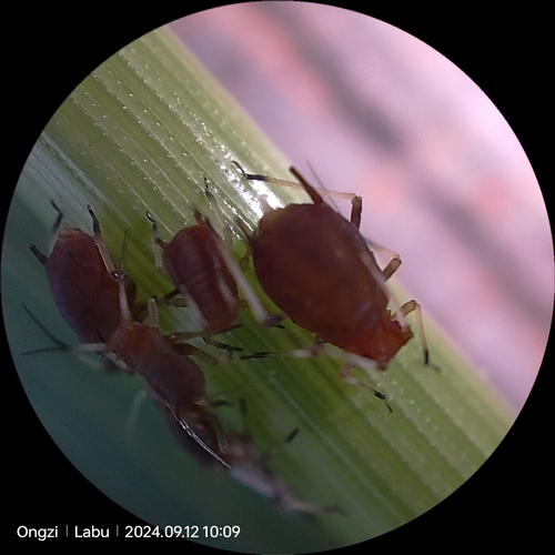 Rusty Plum Aphid photo 4