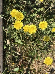 Crepis bursifolia