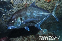 Platycaranx chrysophrys