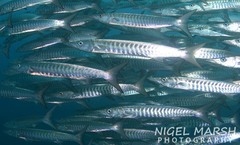 Blackfin Barracuda photo 3