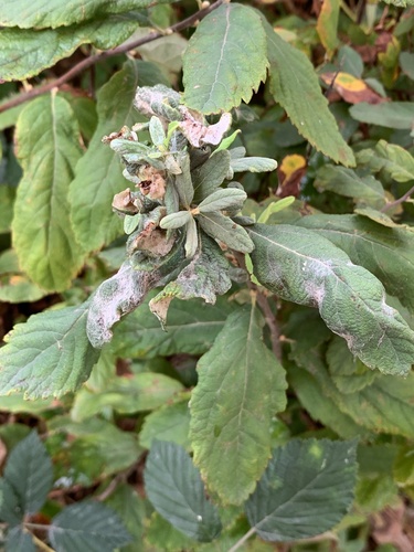 Powdery mildew
