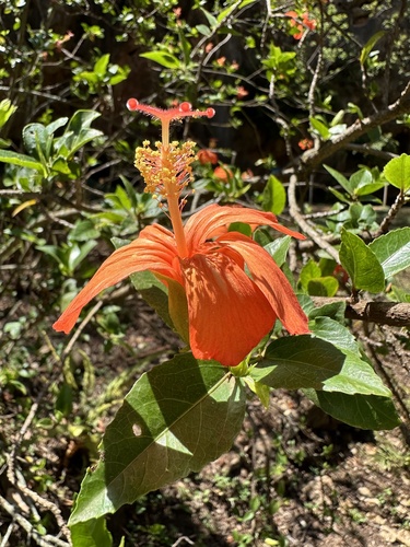 Hibiscus kokio observed 2024-09-05