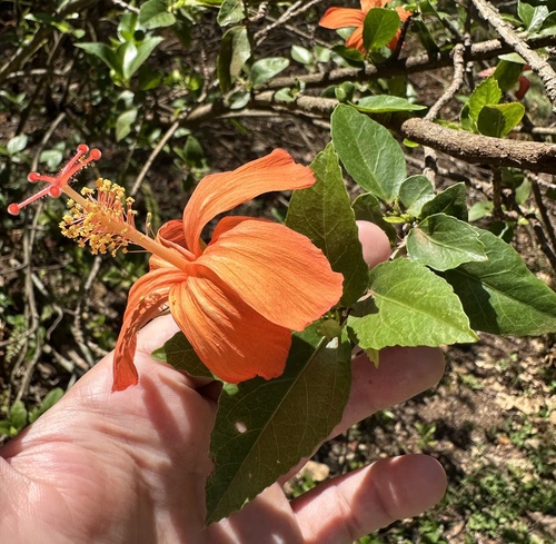 Hibiscus kokio