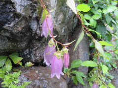 Campanula punctata punctata